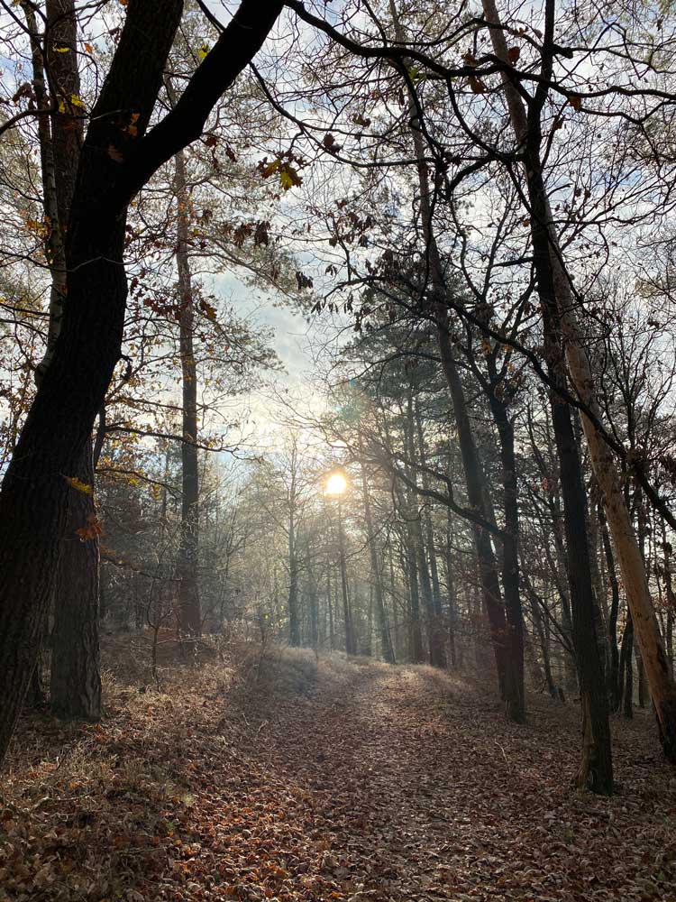 Bois de Staneux