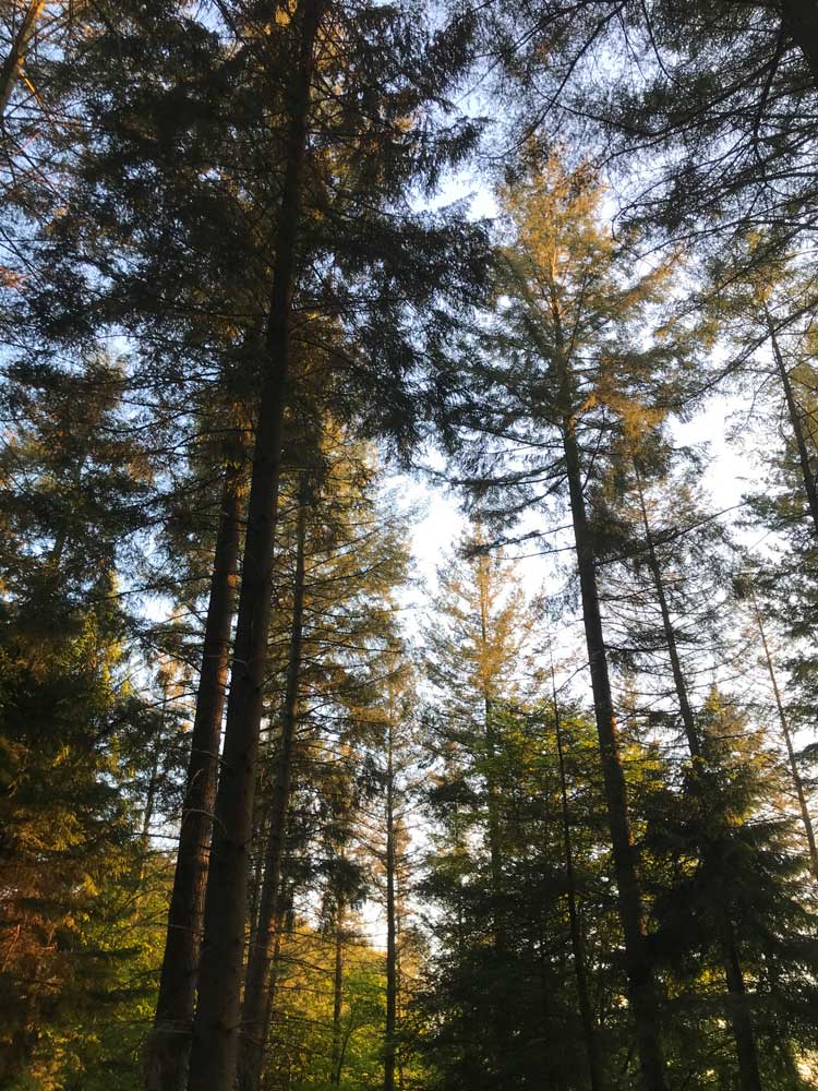 Bois de Staneux