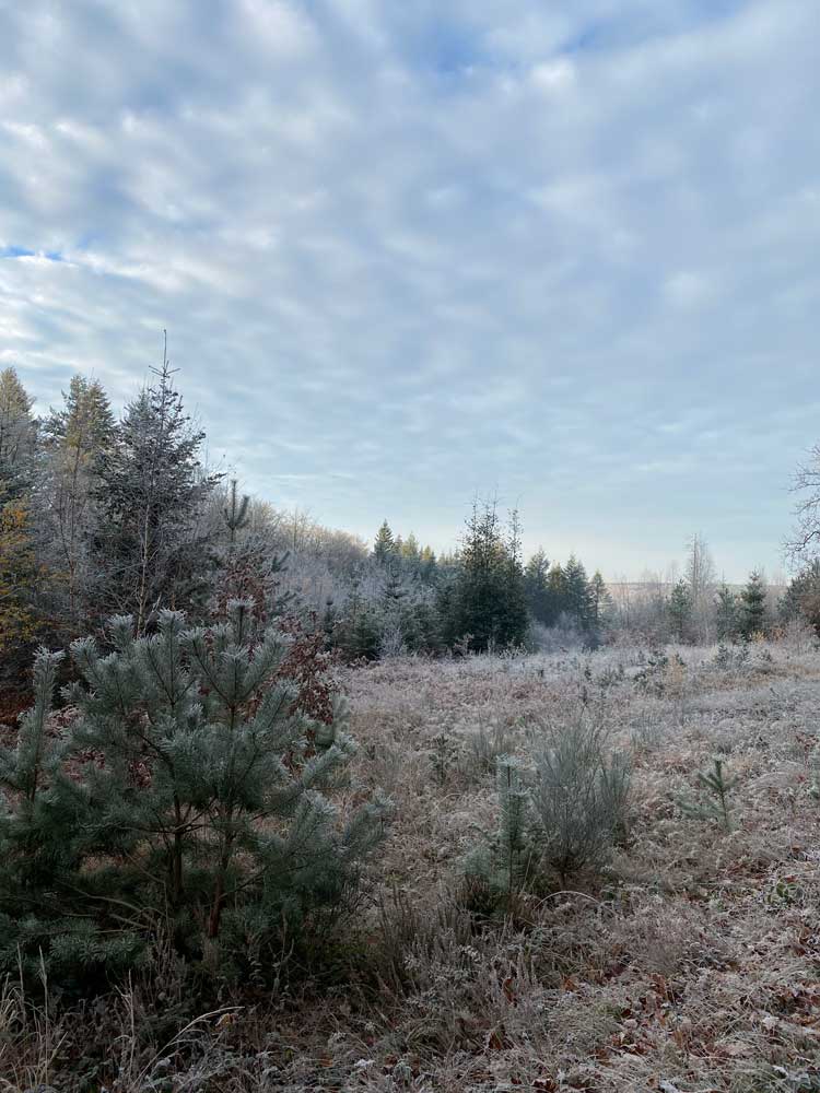 Bois de Staneux