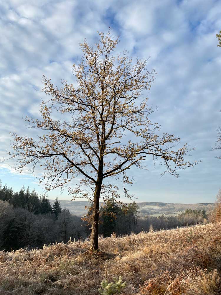 Bois de Staneux