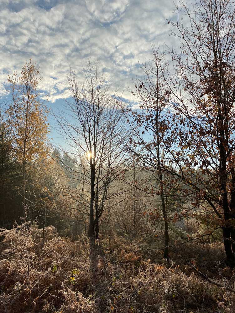 Bois de Staneux