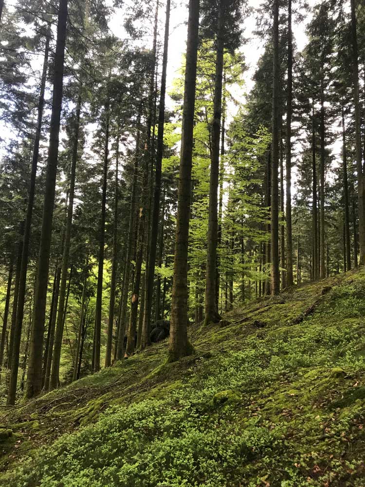 Bois de Staneux