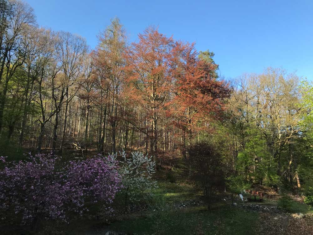 tuin in lente